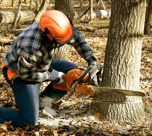 Tree Removal in Folsom, WV